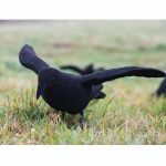 Lockkrähe beflockt mit Flügeln 