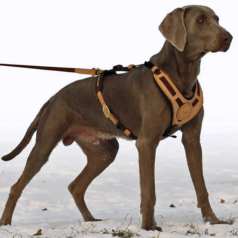 Niggeloh Mantrailing Hundeführgeschirr