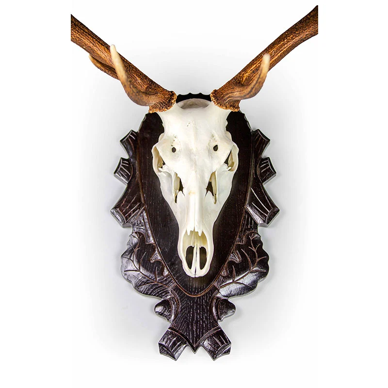 Gehörnklammer für Hirsch-Trophäen