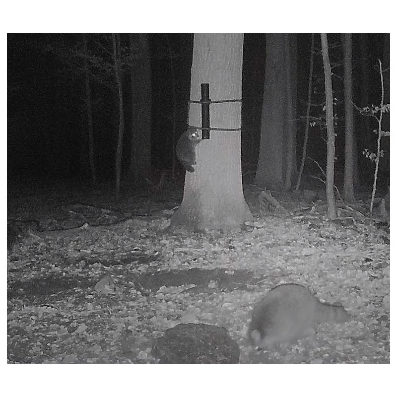 Eurohunt Coonpipe Waschbären-Kirrung